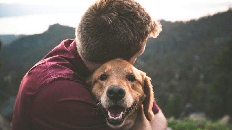 Signs Your Pet Trusts You