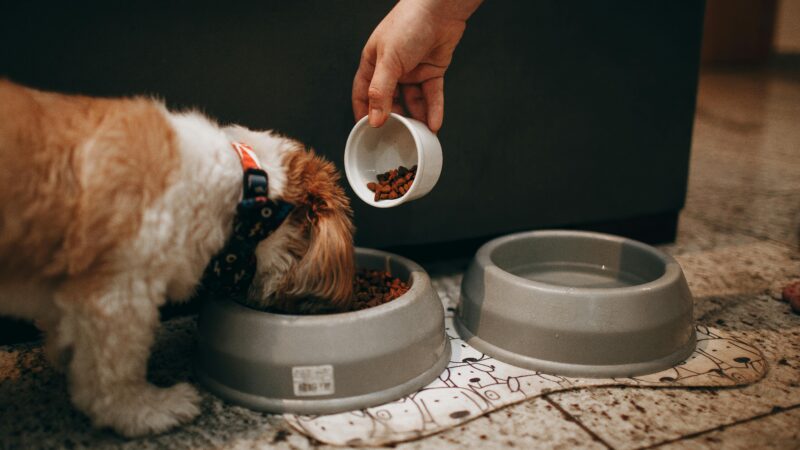 What Foods Are Toxic to Dogs?