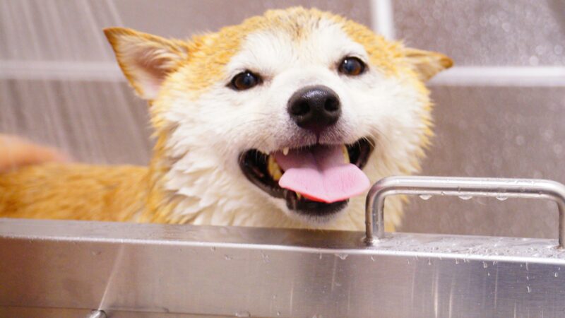 How Often Should You Bathe Your Dog?