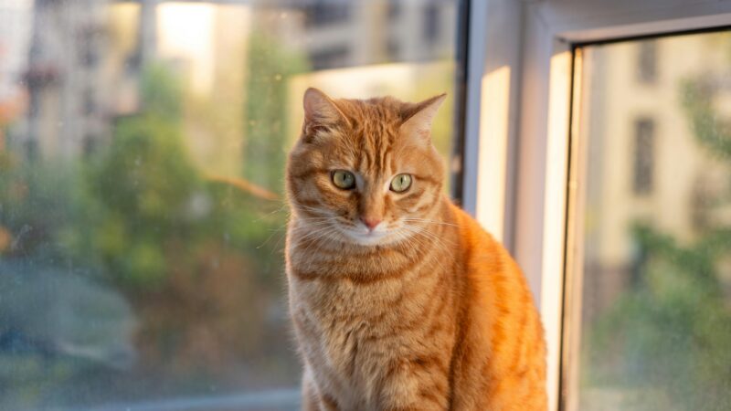 Indoor vs Outdoor Cats: Which Is Better?